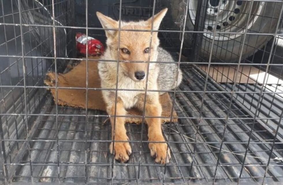 Atraparon un zorro en el centro de San Carlos de Bariloche