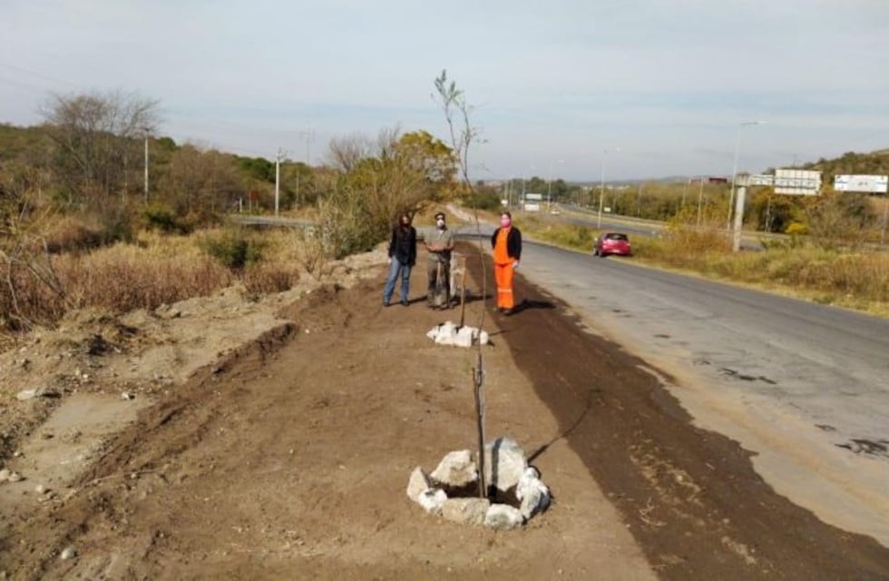Plantaron otros 30 algarrobos y se incrementa la flora autóctona en Carlos Paz