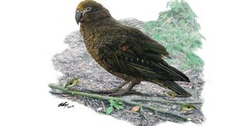 El loro más grande del mundo medía casi un metro, pesaba 7 kilos y vivió en Nueva Zelanda\u002E