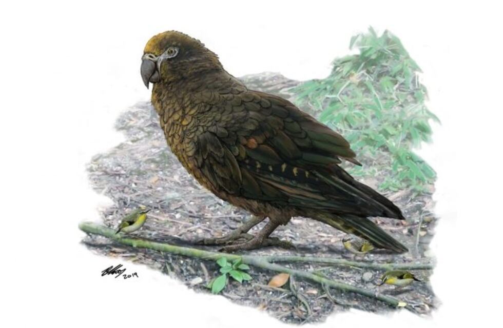 El loro más grande del mundo medía casi un metro, pesaba 7 kilos y vivió en Nueva Zelanda