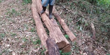 Madera de alta calidad del monte nativo recupera gracias a los pueblos originarios\u002E