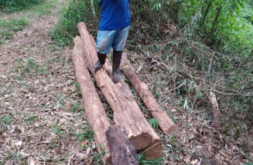 Robaron madera del bosque guaraní, pero frenaron los rollos aserrados, sin dar con los delincuentes