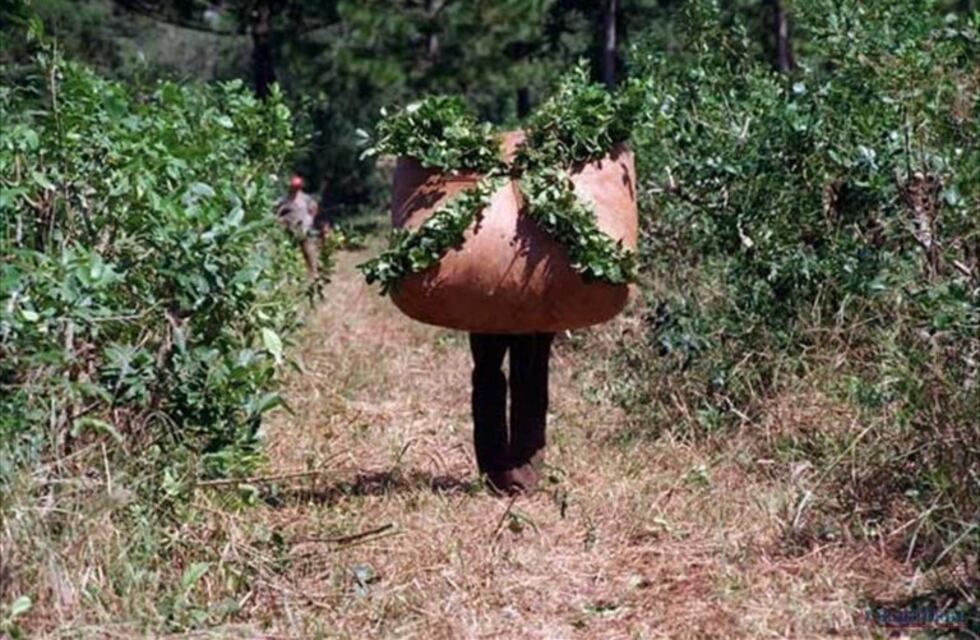 Apóstoles: el lunes comenzará la entrega de módulos alimentarios para tareferos