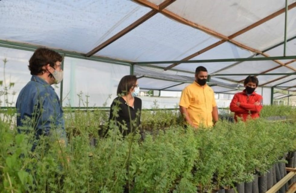 Compromiso "Más árboles Más vida"