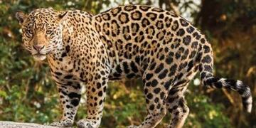 En su hogar de la selva\u002E Así certifica el yaguareté que la selva tiene una conservación adecuada\u002E (Fundación Yaguareté)