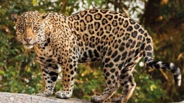 En su hogar de la selva\u002E Así certifica el yaguareté que la selva tiene una conservación adecuada\u002E (Fundación Yaguareté)