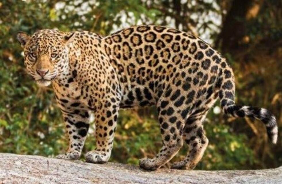 Un hembra de Yaguareté fue fotografiada en la Reserva San Jorge