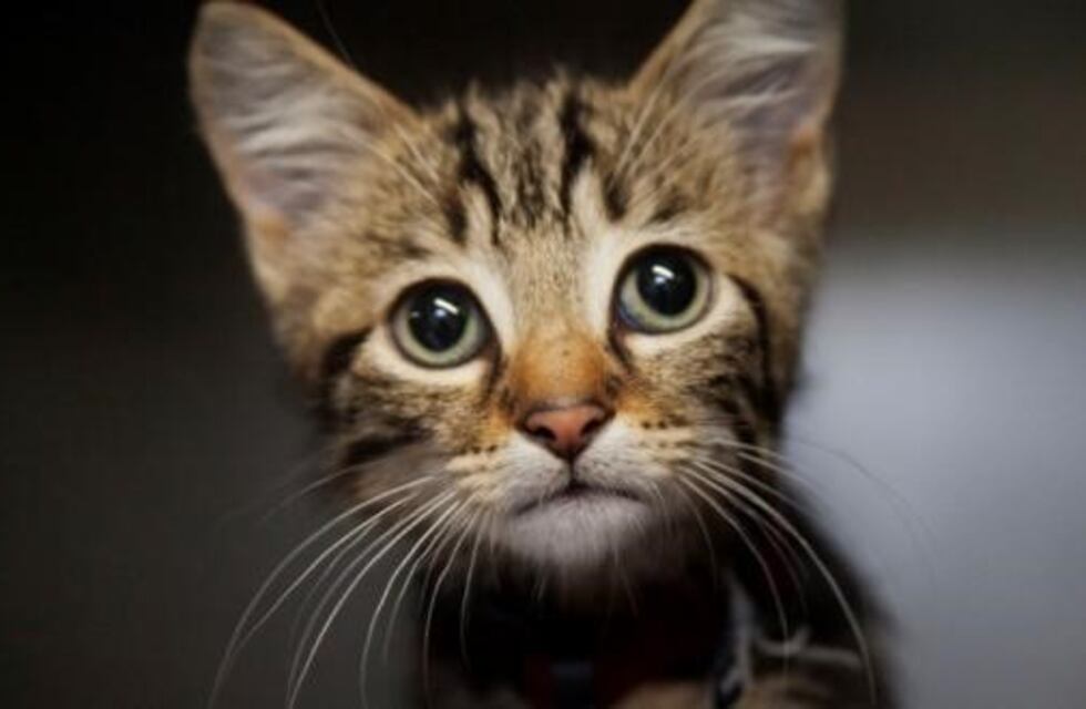 Dónde estará el Móvil Sanitario de Mascotas esta semana en Córdoba