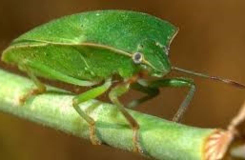 Piden ayuda para una familia cordobesa (con bebés) que fue atacada por chinches