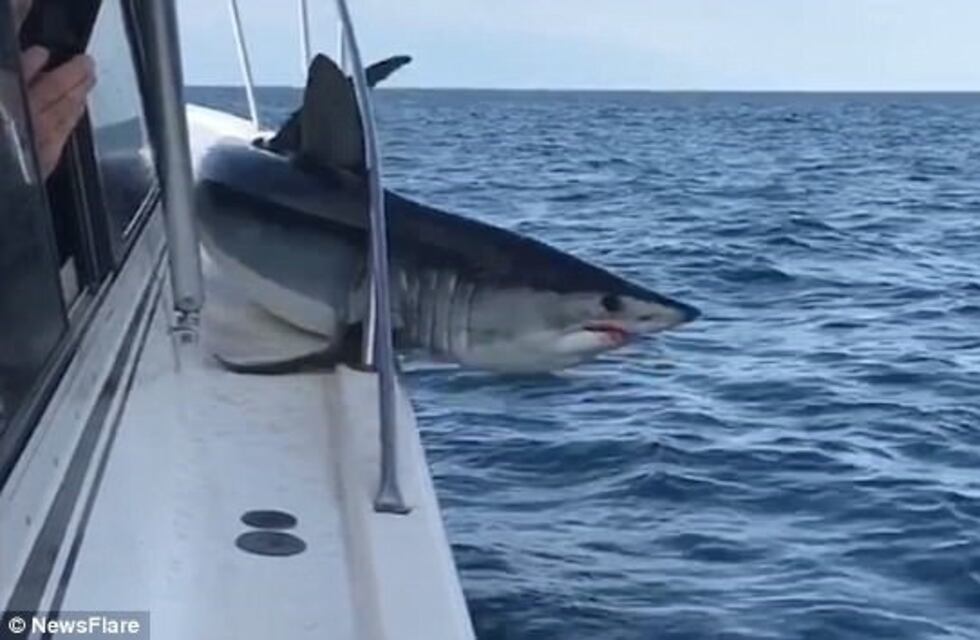 Terror en alta mar: Un tiburón se subió al barco de unos pescadores