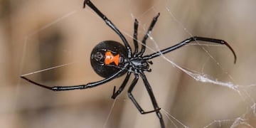 Se le metió una araña gigante en su casa y pidió ayuda