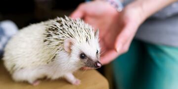 Animales no convencionales\u002E Erizo\u002E