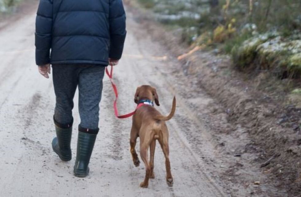 Un perro que tuvo que ser operado cuatro veces emocionó a todos al volver a ladrar