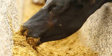 Ganado bovino lechero y cárnico en Misiones\u002E Imagen Ilustrativa de Reuter\u002E