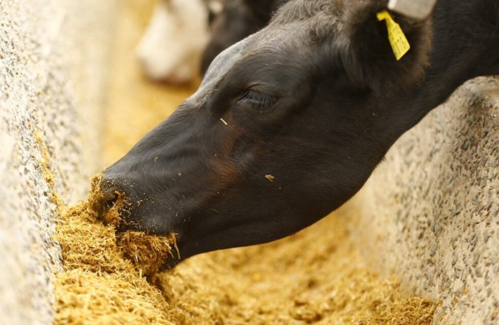 El Agro y Senasa programaron acciones de sanidad en la cuenca lechera, en bovinos de carne y ovinos