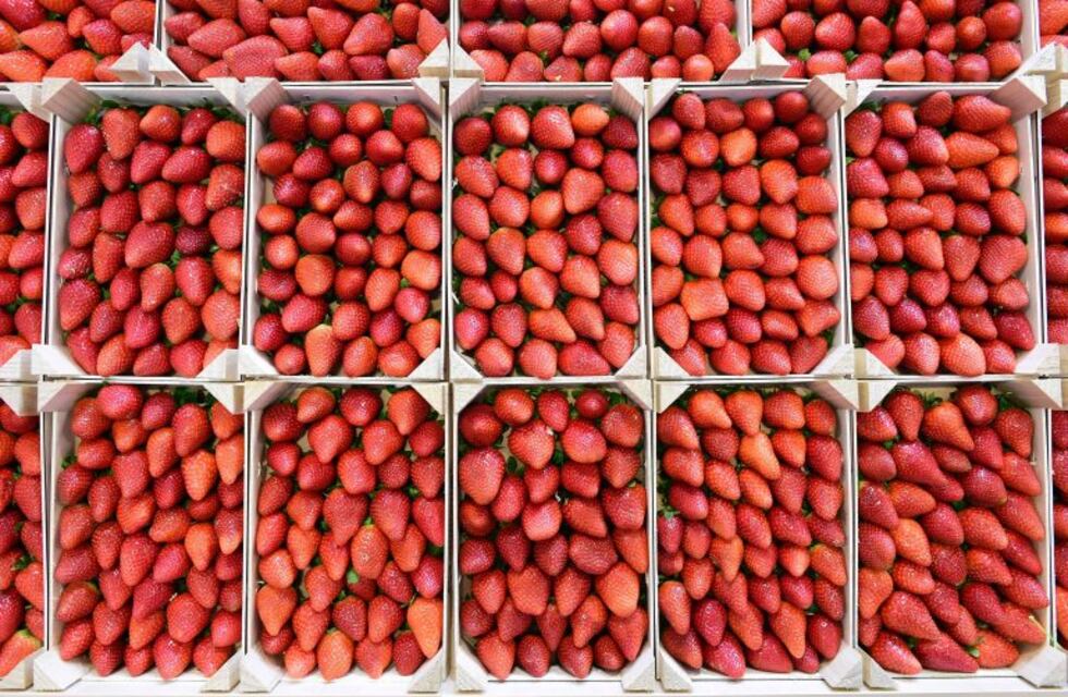 La importación de frutillas subió 400% y afecta severamente a productores locales