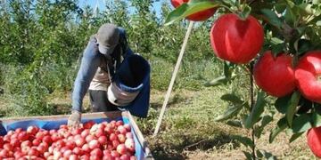 El Senado de la Nación aprobó la prórroga de la emergencia económica para la producción de peras y manzanas\u002E
