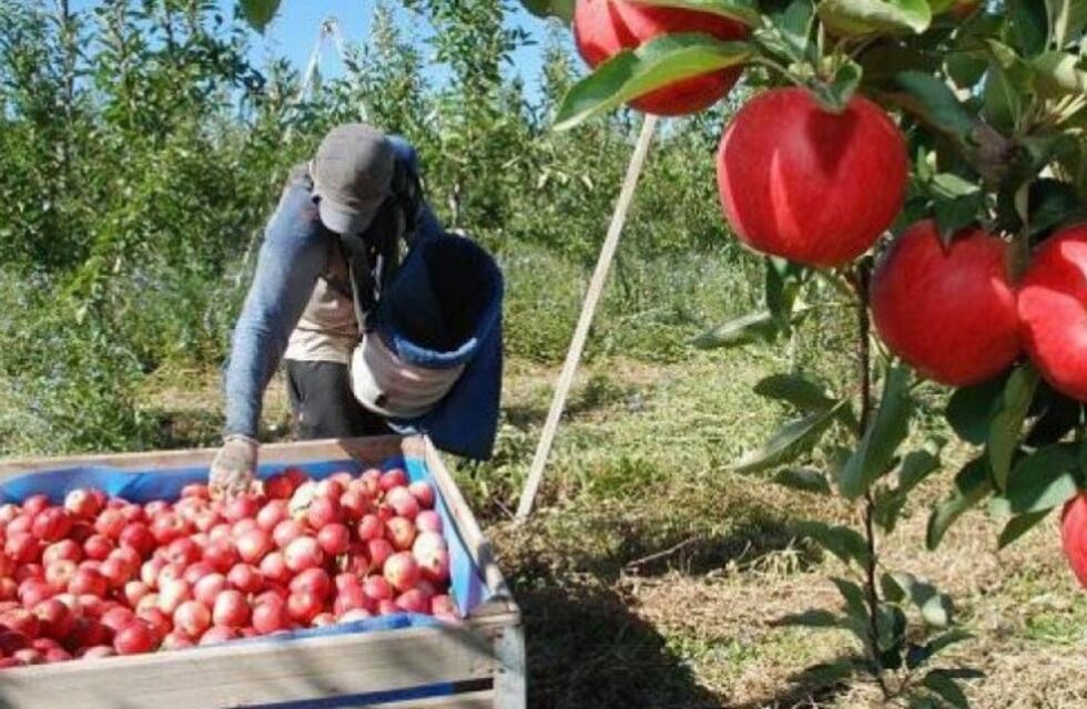 El Senado de la Nación votó prorrogar la emergencia para peras y manzanas