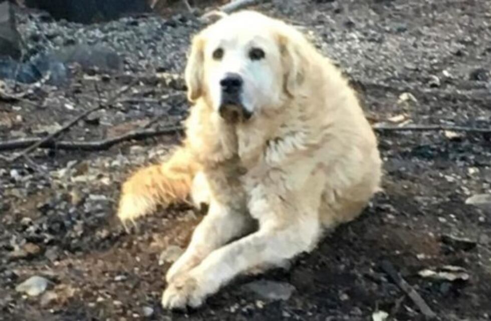 El perro que sobrevivió los incendios de California y se quedó cuidando su casa en ruinas