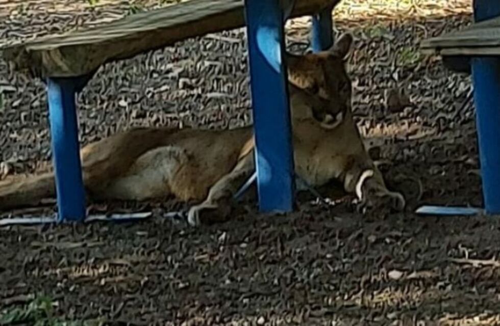 Capturaron al puma de San Marcos Sierra: sospechan que fue criado como mascota