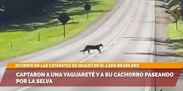 Avistaron a una yaguareté y su cría en inmediaciones al Parque Nacional Foz do Iguaçú.