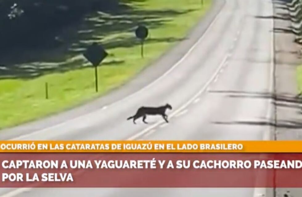 Avistaron a una yaguareté y su cría en inmediaciones al Parque Nacional Foz do Iguaçú