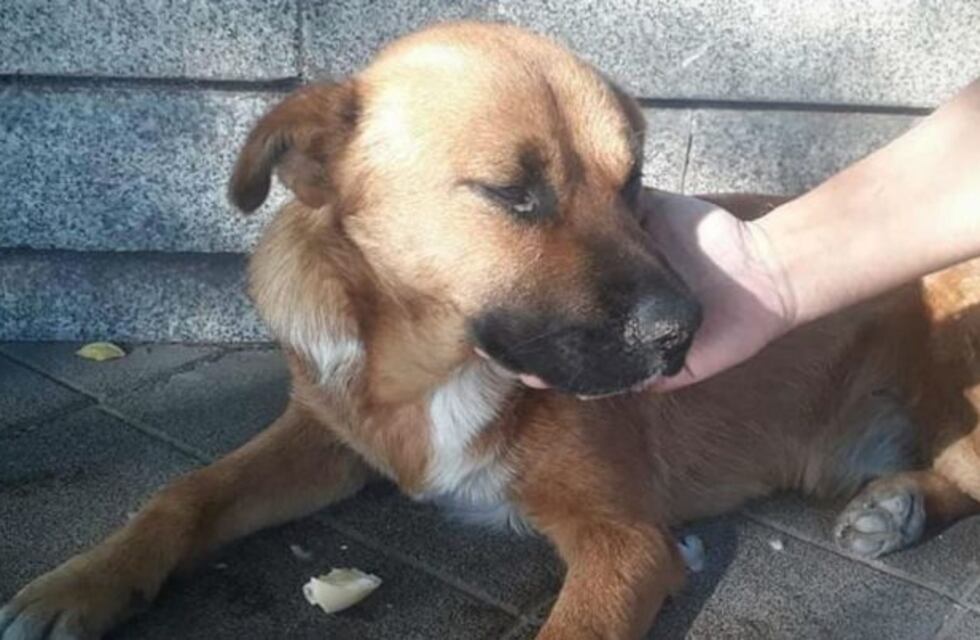 #UnHogarParaPanchito, la campaña para que un callejerito encuentre familia