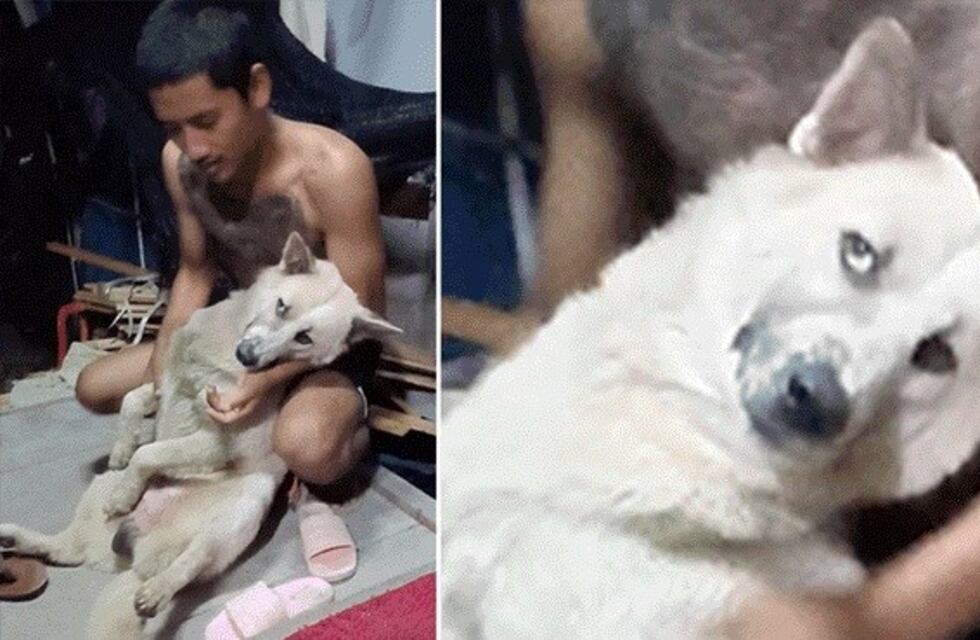 Viral: un perro se hace el muerto para evitar la hora del baño