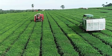 La cosecha 2020 de té de Leandro N\u002E Alem se encuentra en su última fase