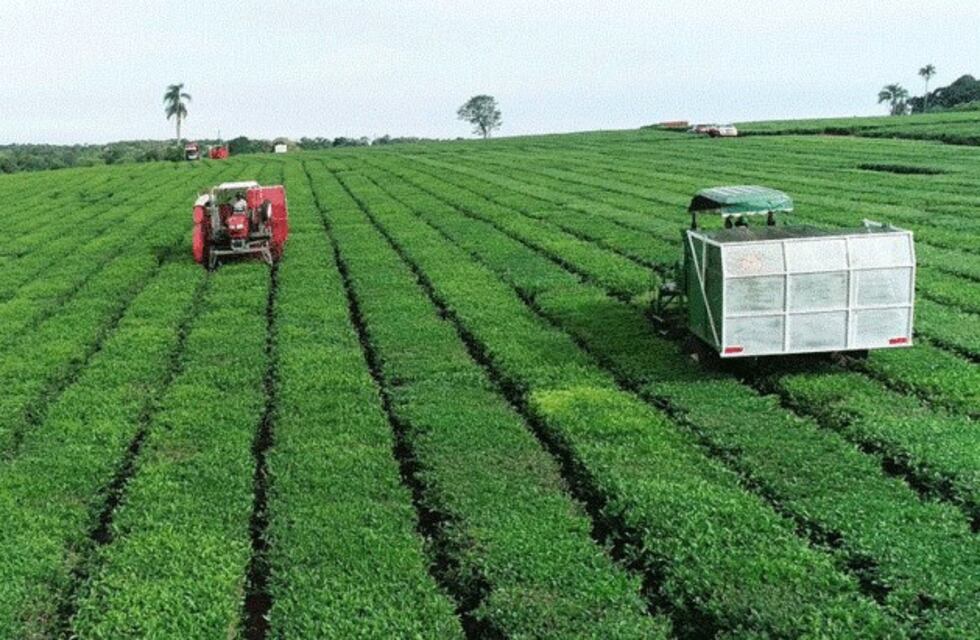 La cosecha 2020 de té de Leandro N. Alem se encuentra en su última fase