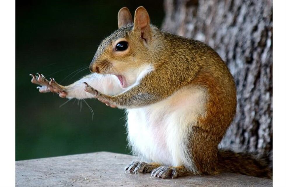 Las mejores fotos de los premios Comedy Wildlife Photography 2018