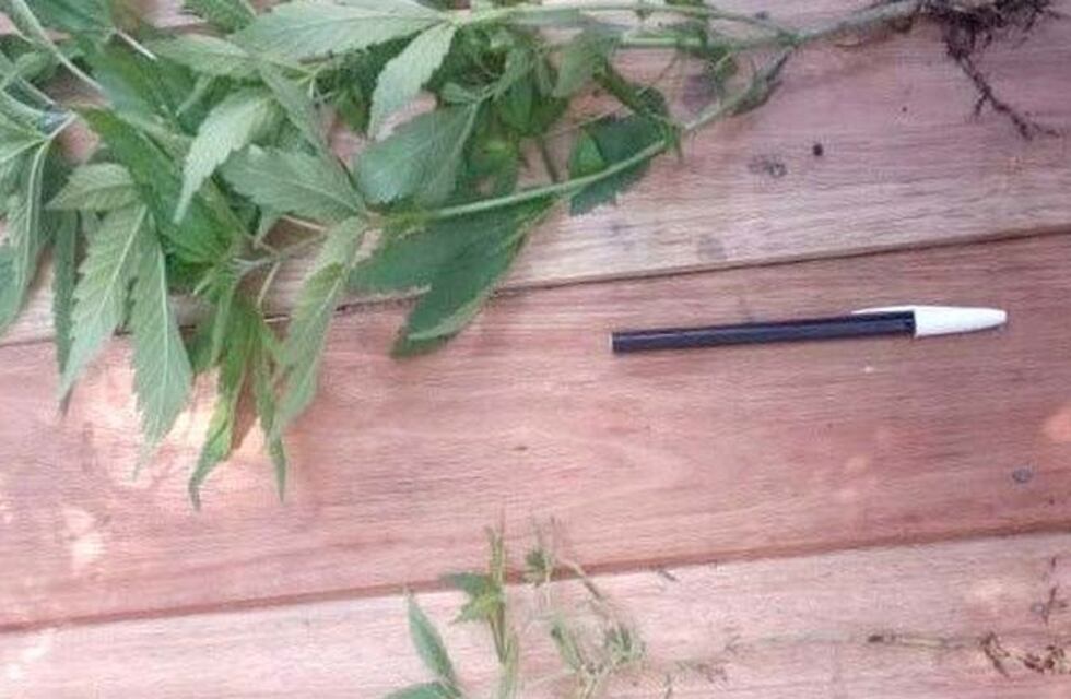 Un allanamiento en barrio 7 de Septiembre terminó con el secuestro de plantines de marihuana
