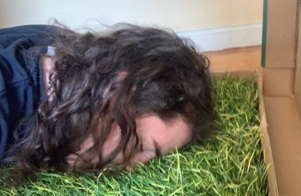 Viral: se quejó por no tener jardín para pasar la cuarentena y le mandaron pasto en una caja de pizza