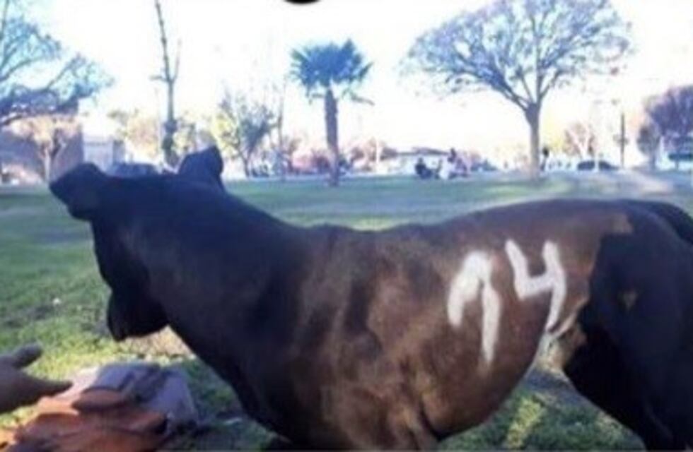 Polémica: alumnos de La Consulta pintaron un perro con aerosol