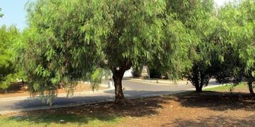 Árboles Autóctonos