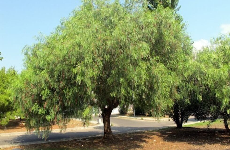 En Arroyito por medio de una ordenanza deben plantar arboles frente a las viviendas
