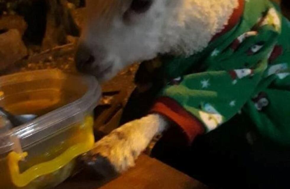 Milagro en Salta: una oveja peregrina viene desde Hipólito Yrigoyen