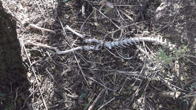Un grupo de trabajadores halló los huesos mientras limpiaban un terreno\u002E
