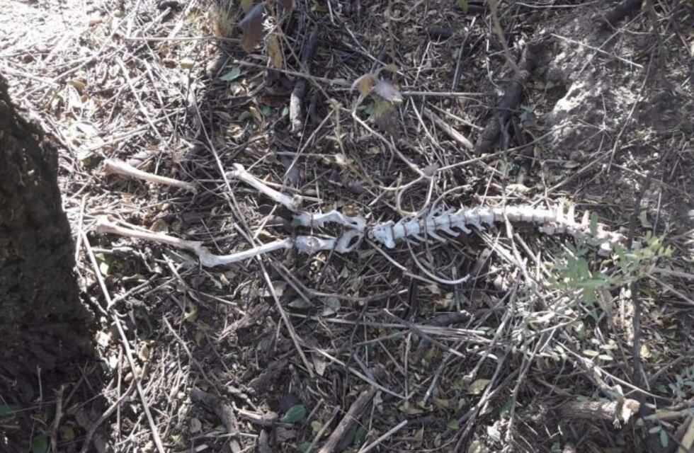 San Luis: encontraron restos óseos, investigan si son humanos