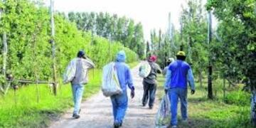 Trabajadores golondrinas\u002E