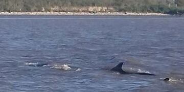 Una ballena varada en Dock Sud\u002E