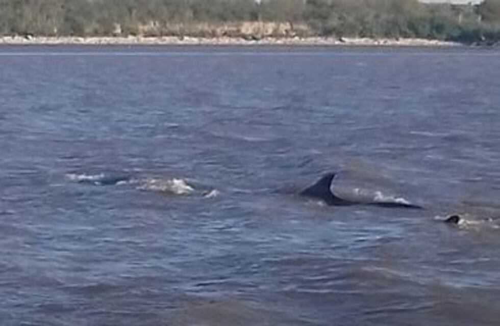 Encontraron muerta a la ballena varada en Dock Sud