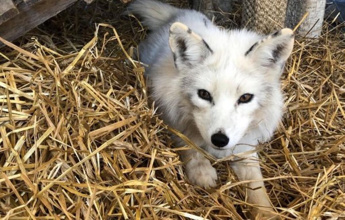 Pensaron que habían encontrado un perro en su patio, pero era un animal salvaje