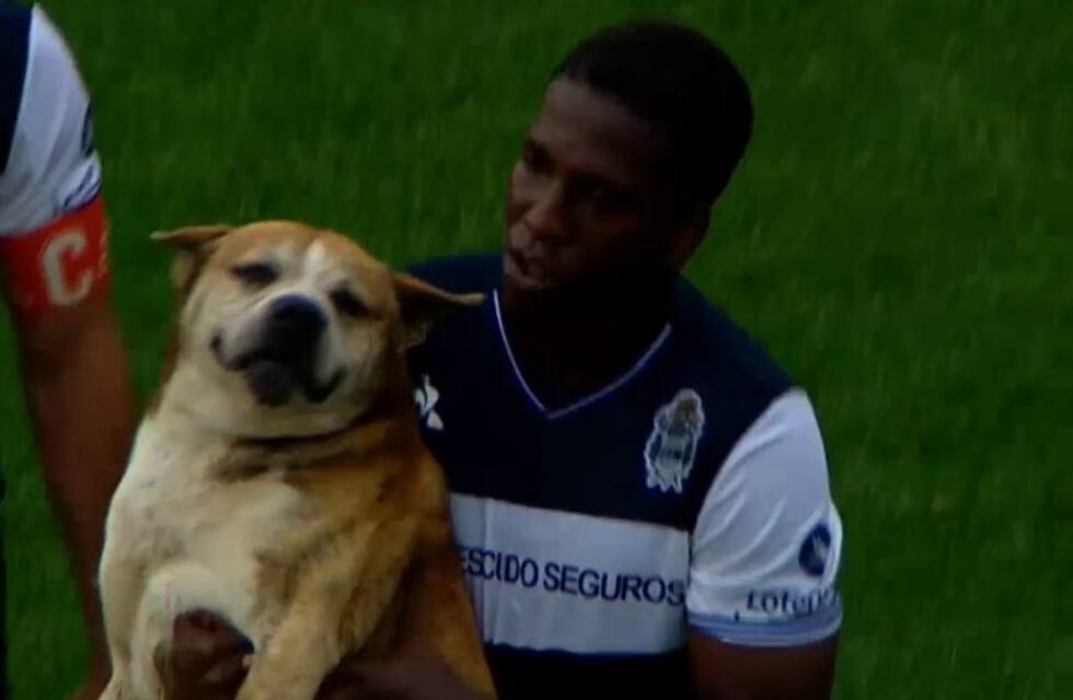Justo al Lobo: un perro se metió a la cancha cuando Gimnasia quería empatarle a Unión