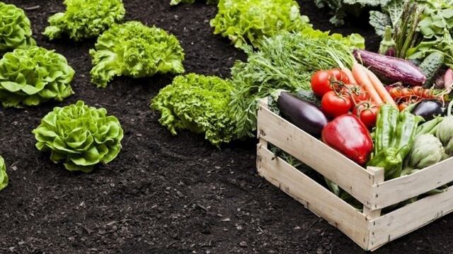 Luego del Taller de huerta se entregarán semillas (Prensa Municipalidad de Rafaela)