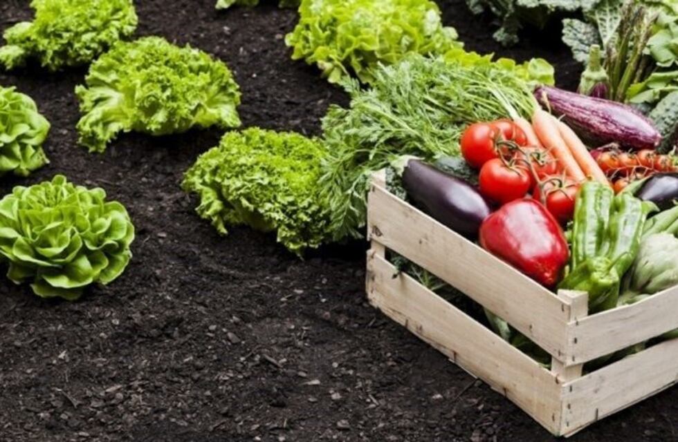 Taller de huerta y compost gratuito en barrio Independencia