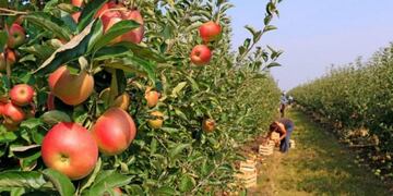Producción de manzanas en Neuquén (web).