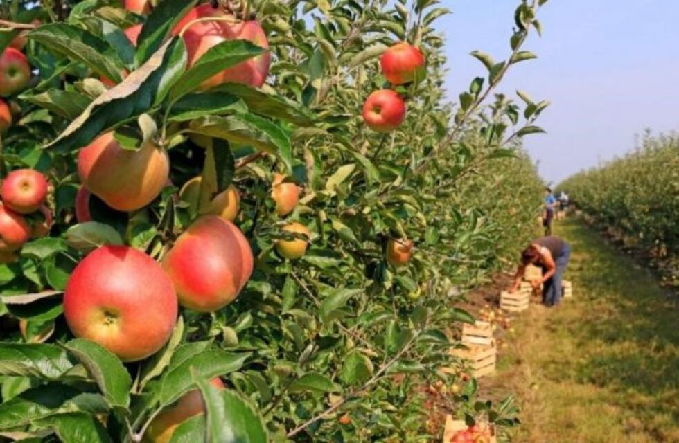 Producción de manzanas argentinas 2021/2022