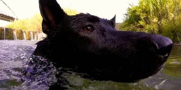 Los dueños de los perros que se metan al río en Alpa Corral deberán pagar una multa\u002E