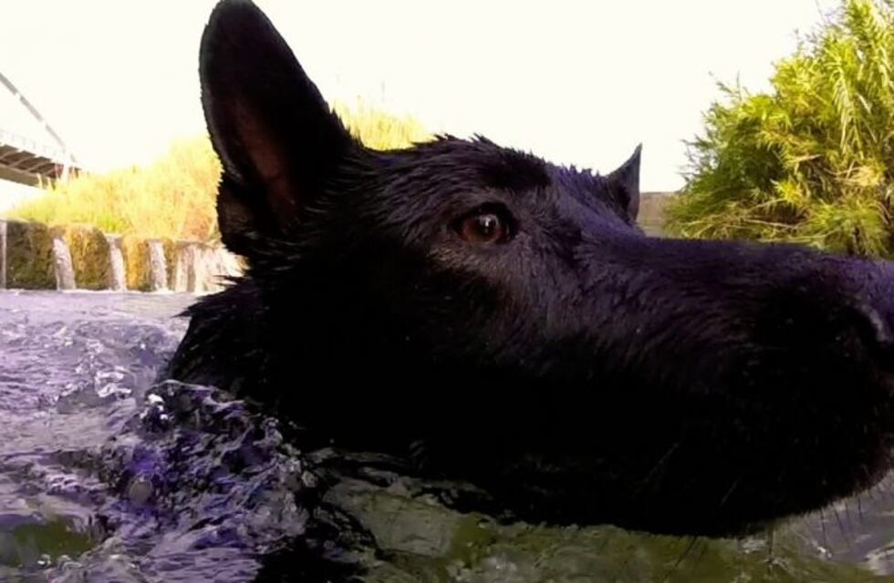Polémico: en Alpa Corral, cobrarán multas a quienes dejen ingresar sus perros al río